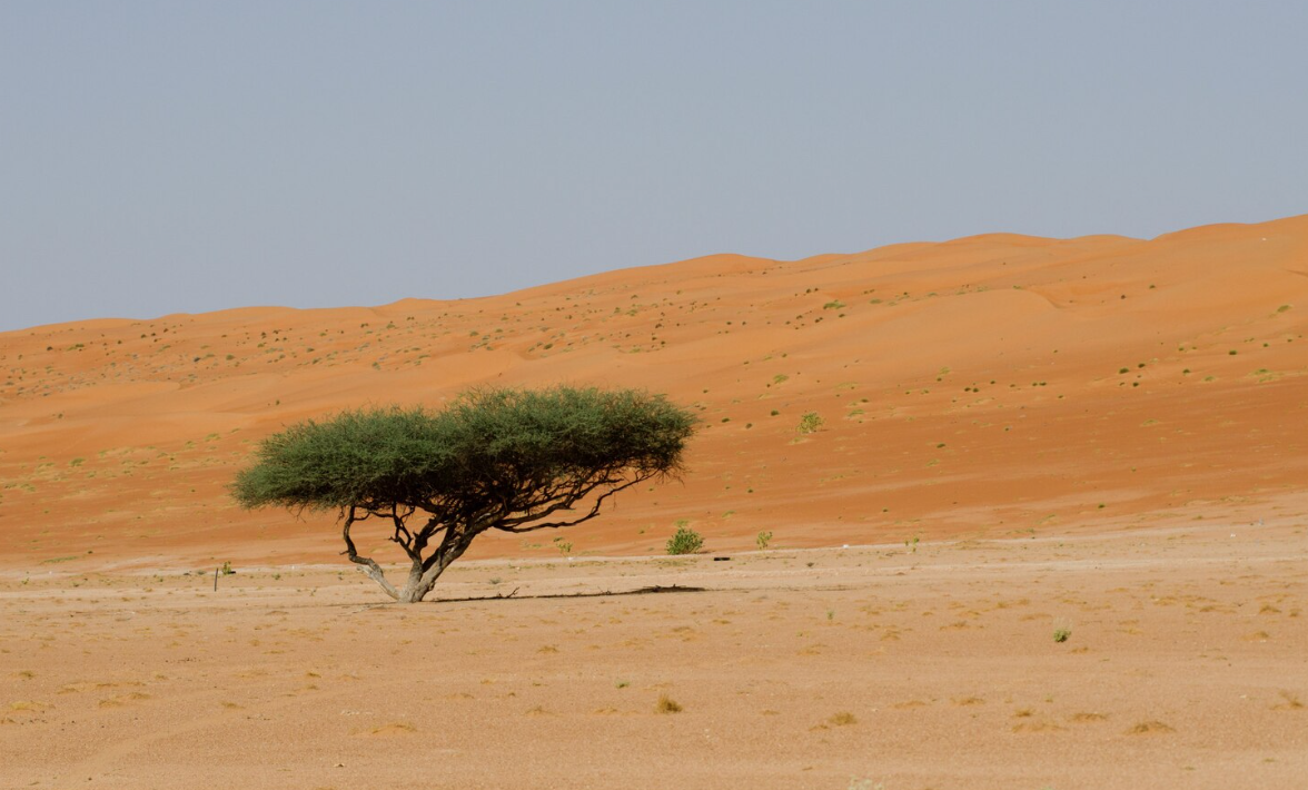 ghaf tree in uae