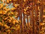 Landscape “Forest path”