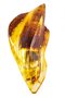 Amber brooch “Comet”