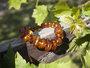 Bracelet made of cognac-colored amber stones