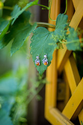 Earrings SS1205-001