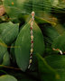 Bracelet BRS463-001